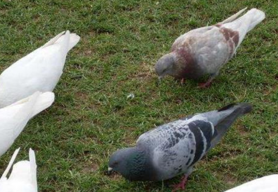 肉食鸽养殖，肉食鸽养殖加盟（专业养殖户的经验之谈）