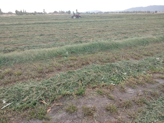 骑在羊背上的国家，为什么澳大利亚被称为骑在羊背上的国家（有1个被称为“骑在羊背上的国家”）