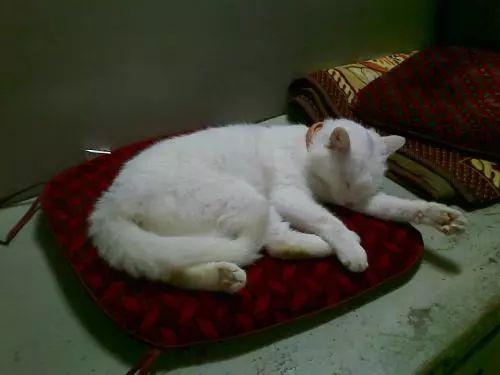 猫咪常见6种睡姿，猫咪的四种睡姿代表不同心理活动