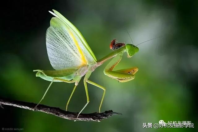 蜻蜓的复眼是怎么回事，蜻蜓的复眼是干什么用的（不妨从这7个方面注意一下）