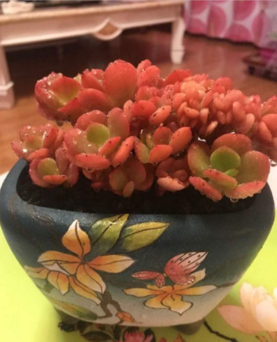 梅花的形状颜色姿态都有什么，梅花的形状颜色姿态都有什么特点（这种红梅“一朵”就开满一盆）