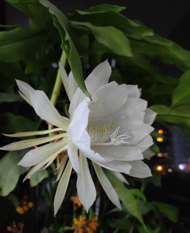 用一片叶子扦插的昙花应该怎么养，昙花整片叶子怎么扦插（用一片叶子就可以扦插一盆）