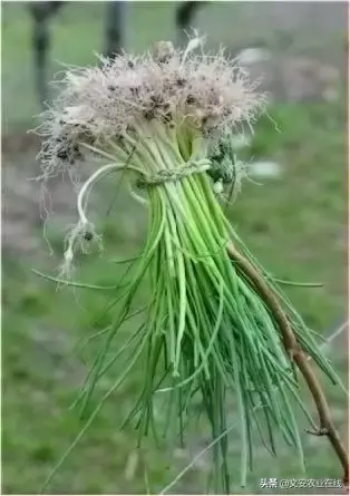 野荞麦根和乌鸡蛋煮，野荞麦根和乌鸡蛋煮水的功效（农业科普：53种野菜）