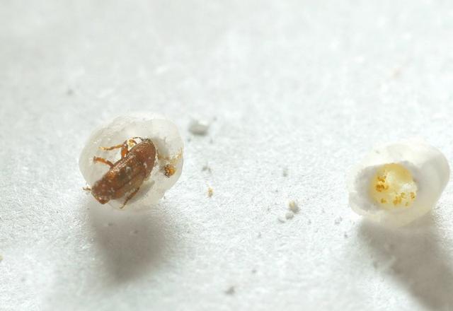 米为什么会生虫，米里为什么会生小虫（那这些虫子是从哪来的）