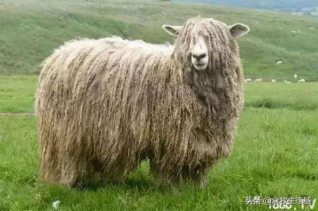 大同特产，世界上最好的羊，看看都在哪（大同特产有什么可以送礼的）