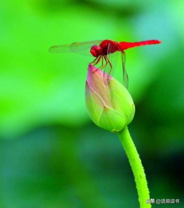 小池描写的是什么地方的景色，《小池》这首诗描写的是什么地方的景色（古诗文学习031：一年级下册）