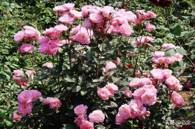 地被植物，常绿植物、地被及其他篇（地被植物名词解释）