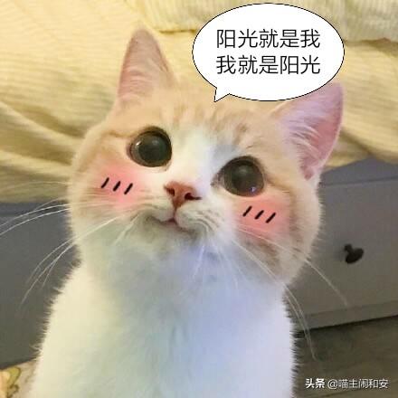 吸猫是啥意思是什么，吸猫到底是什么意思（每天都在狂“吸猫”的你）