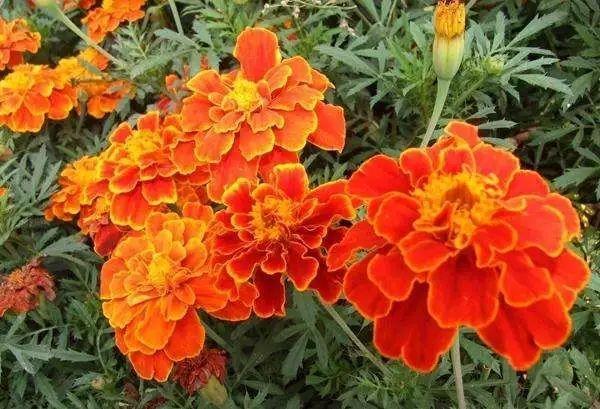 国花是什么，世界各国国花<第一辑>（俄罗斯的国花是什么）