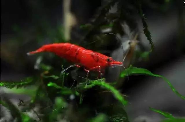 极火虾观赏虾怎么分公母，观赏虾极火虾怎么繁殖（极火虾：给冷冽的草缸一抹温暖）