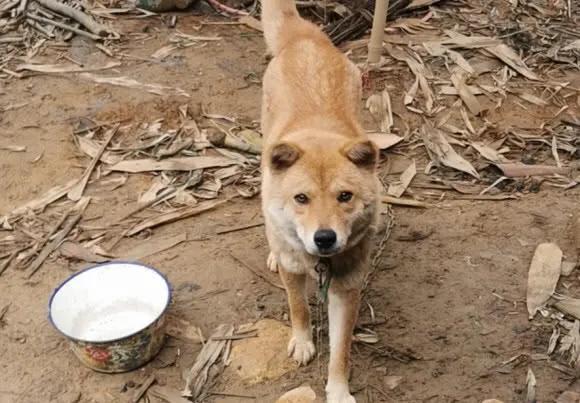 中华田园犬黑色，怎么辨别全身黑色的狗是旺财狗