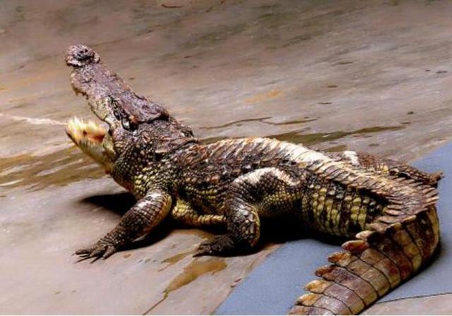 宠物鳄鱼的饲养方法，家养宠物鳄鱼怎么养（觉得吃肉够营养了吗）