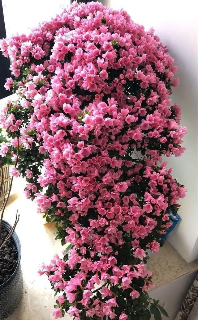 东洋杜鹃怎么养，花开的比叶还多