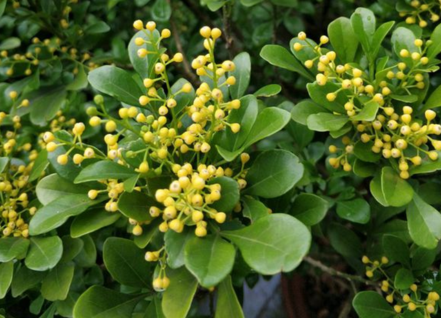 每月什么花开，每月什么花开写一个作文（23种开花植物）