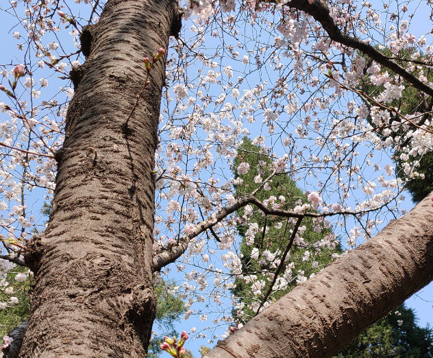 欲钱去树上找一找，欲钱去树上找一找是什么生肖（路过花瓣都能落头上）