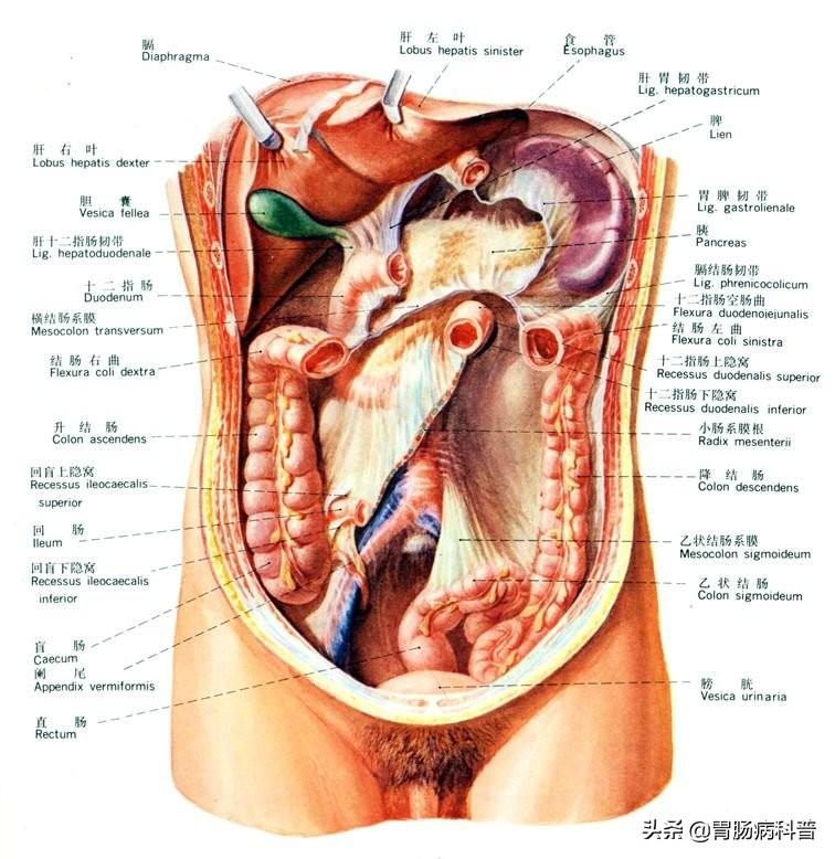 人的肠道有多少米，肠道大概多少米（消化系统解剖图谱+详解）