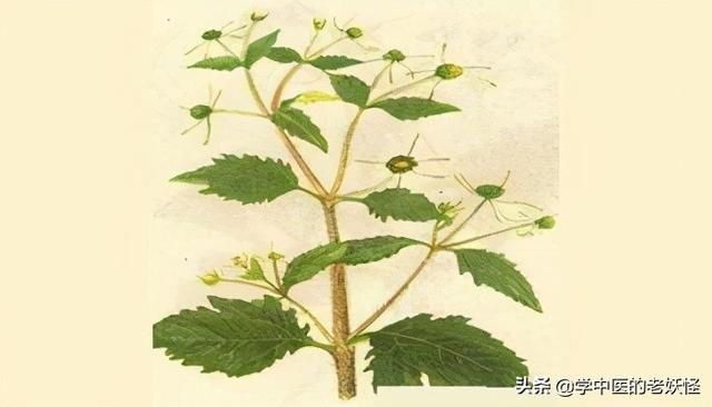 稀莶草的功效与作用，每日一中药——豨莶草