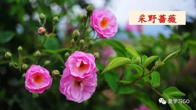 赛跑的拼音，赛跑的拼音怎么读（部编版二年级下册第23课《祖先的摇篮》知识点+图文讲解）