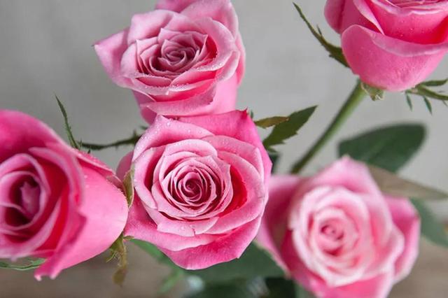 各种玫瑰花的含义，各色的玫瑰花有什么含意（一篇文章认全花店必备80种玫瑰花）