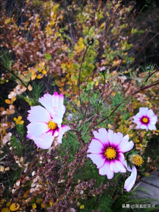 沉默是金歌词，沉默是金歌词完整版（歌词：沉默是金）