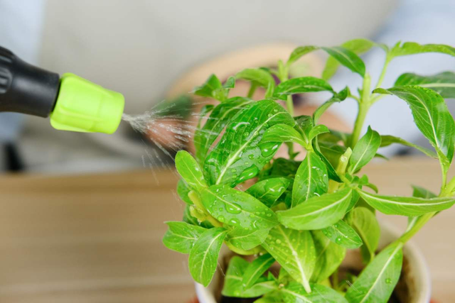 马蹄莲的养殖方法，马蹄莲的养殖方法是什么（还能四季花开不断）