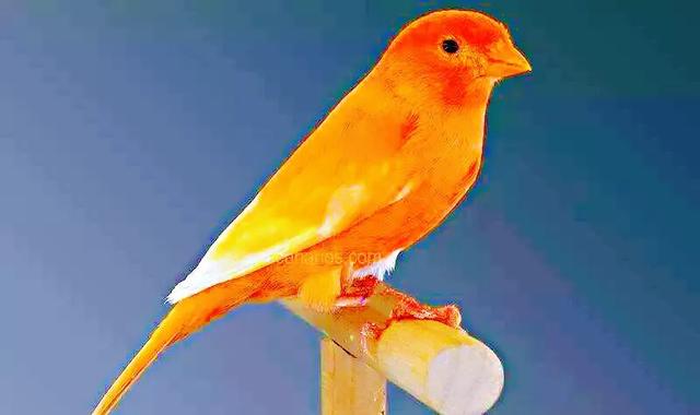 玉鸟都有什么品种,玉鸟有几个品种(金丝雀鸟~羽色和鸣叫兼优的笼养观赏鸟) 玉鸟都有什么品种,玉鸟有几个品种(金丝雀鸟~羽色和鸣叫兼优的笼养观赏鸟)