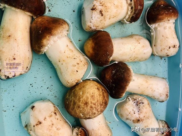 姬松茸的功效与作用及食用方法，松茸的功效与作用及营养（虽然不是松茸）