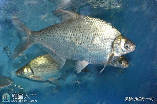 淡水魚的種類圖片,南方淡水魚大全(看圖識別淡水魚種類大全)