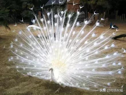 为什么雄性白孔雀也会开屏，孔雀开屏都是雄的吗（白孔雀开屏，太美了）