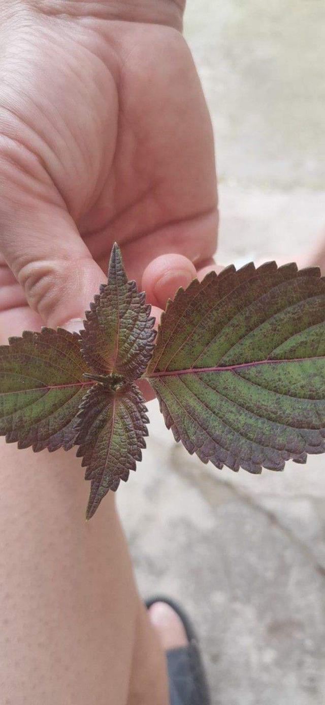 紫苏叶（紫苏叶图片，吃一点解腻理气还消火（紫苏 紫苏叶）