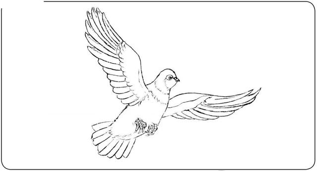 和平鸽的简笔画，和平鸽的简笔画法（中国画零基础入门教程）