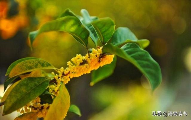 今夜月明人尽望，今夜月明人尽望的意思（古诗文学习018：六年级下册）