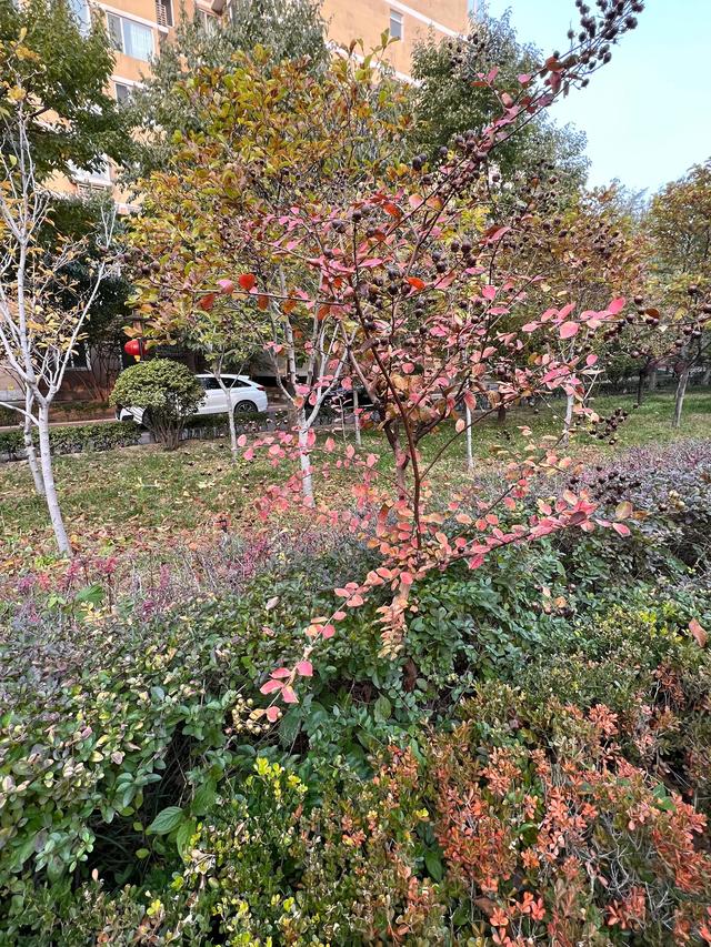 小区里的景色，小区里的景色真美呀（秋天里的小区美景图片）