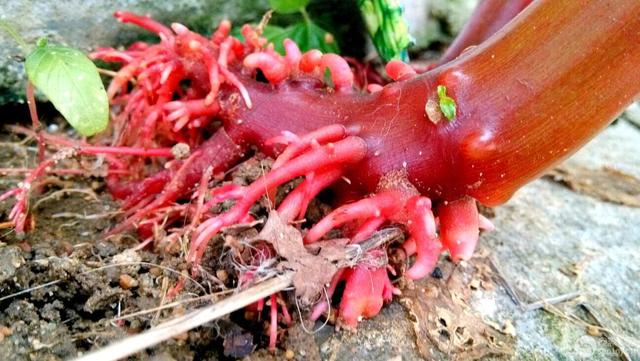 海娜花植物染发，印洋之花海娜粉！（可以染发的盆栽花卉）