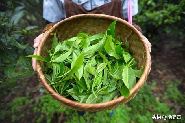 龙井茶的产地是，龙井茶产地是哪个城市（龙井茶的产地在哪里）