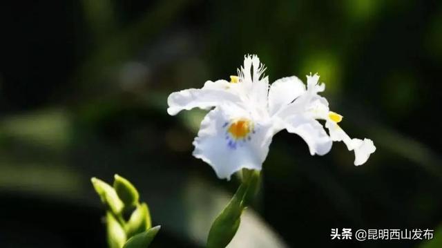 玉蝉花和鸢尾花区别，玉蝉花和鸢尾花区别图片（遇到西华公园的鸢尾花不陌生）