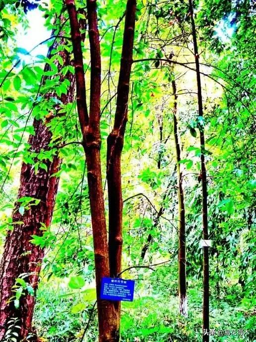 关于坡垒介绍，水坡垒和油坡垒有什么区别（国家一级濒危珍稀植物：坡垒）