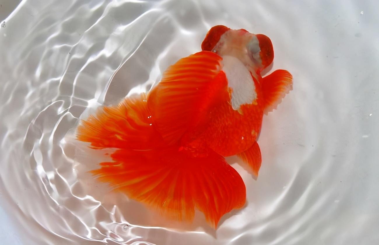 鱼友比较喜欢饲养的风水鱼,都有哪些品种?关键是名字好和寓意好