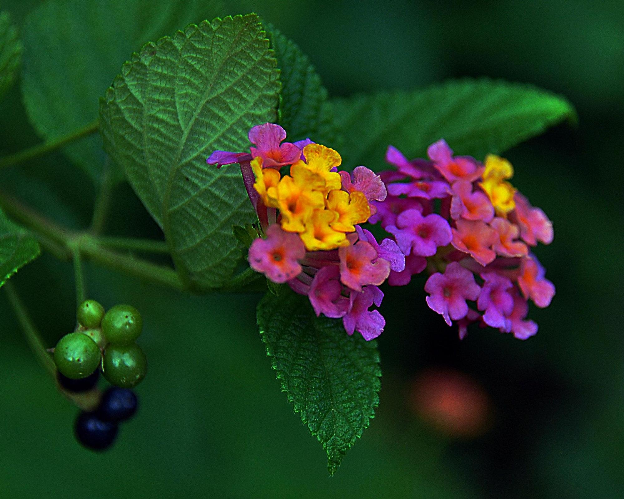 水晶兰的花语,花卉别名有意思