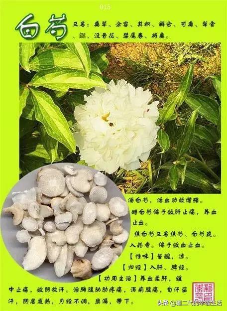 常见中草药图谱，中草药经典图谱（让你知道常用药都长啥样）