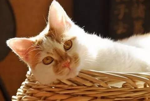 故宫最胆小御猫，我们只是惊呼是不够的