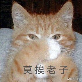 怎样防止母猫转移小猫，怎么阻止母猫叼走小猫（如何正确阻止猫咪干扰工作）