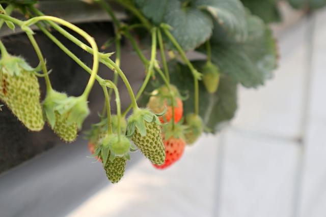 新手吸草莓的正确方法，新手吸烟的正确方法是什么（第一次去无土栽培的草莓园）