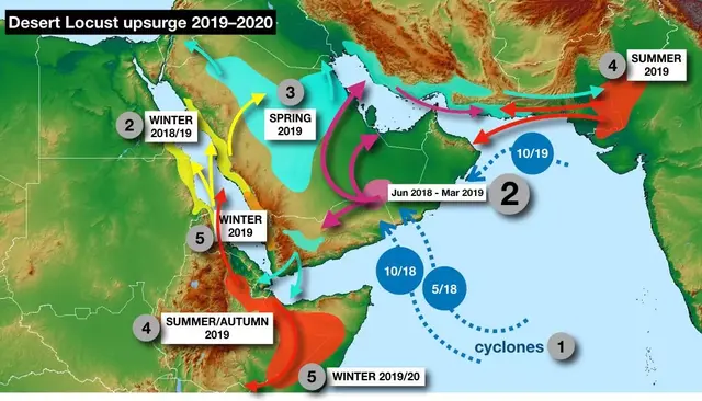 蝗虫为什么能在较坚硬的土壤中产卵，蝗虫产卵没在土里（又将会对中国造成什么影响）