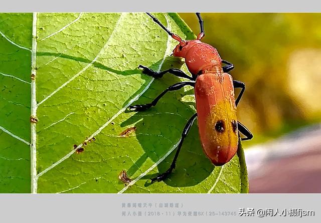 关于星天牛介绍，星天牛百度百科（这外貌“粗糙”的天牛你认得么）