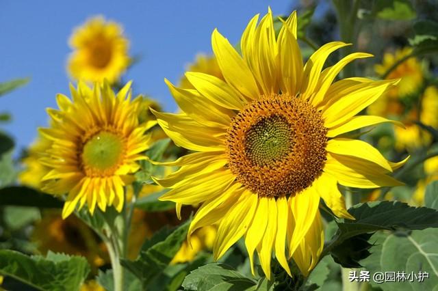 盘点代表暗恋花语的10种花卉