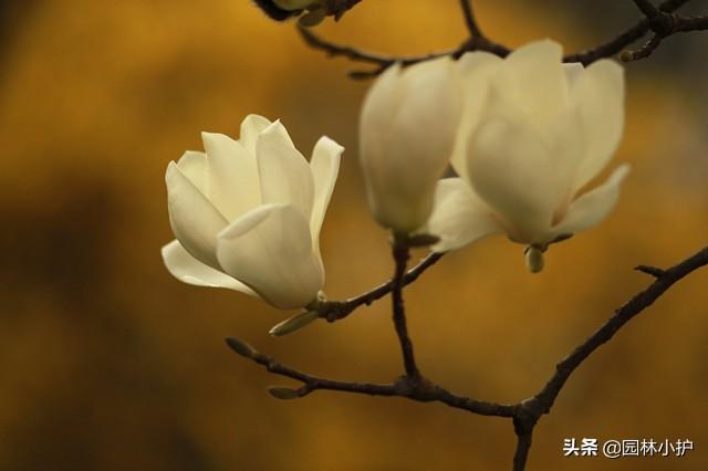 白玉兰花语，庭院树，最美不过白玉兰（白玉兰花语诗句）