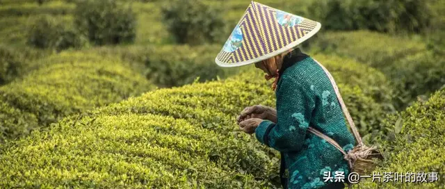 对茶的别称雅号，茶的雅称，你知道几个