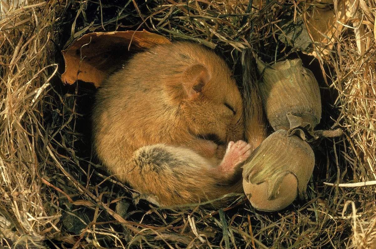 睡鼠寿命图片