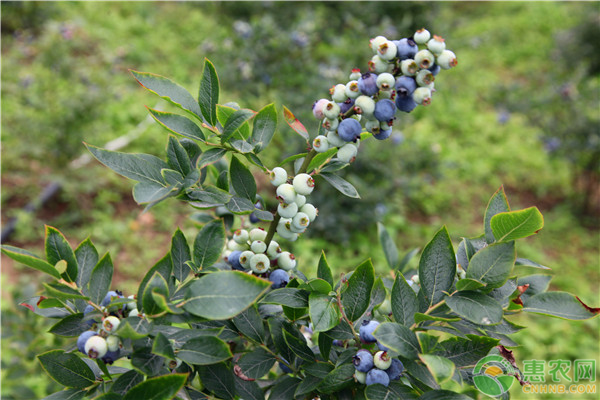 蓝莓种植及养殖方法，蓝莓怎样种植才甜